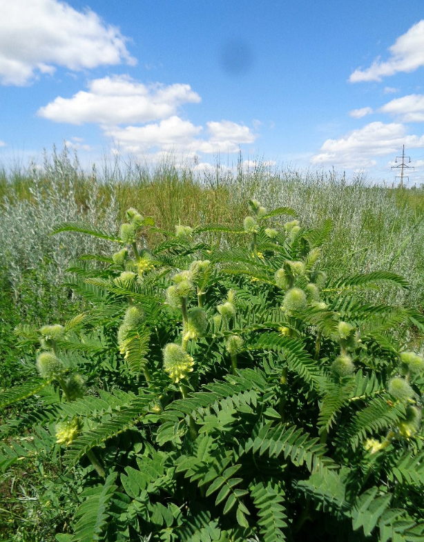 Hundihammas rebasesabane, Milkvetch, Astragalus centralpinus, Астрагал лисохвостновидный